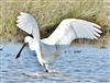 Spoonbill