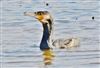 Cormorant