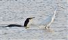 Cormorant