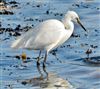 Little Egret