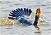 Cormorant
