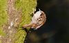 Treecreeper