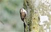 Treecreeper