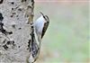 Treecreeper