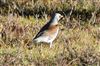 Fieldfare