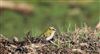 Firecrest
