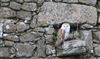 Barn Owl