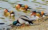 Mandarin Duck