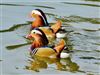 Mandarin Duck