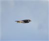 Peregrine