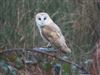 Barn Owl