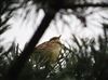 Woodlark