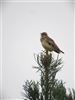 Woodlark