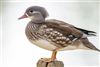 Mandarin Duck