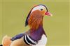 Mandarin Duck