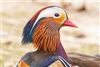 Mandarin Duck