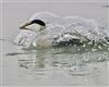 Eider