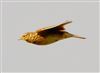 Meadow Pipit