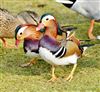 Mandarin Duck