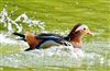 Mandarin Duck