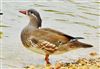 Mandarin Duck