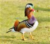 Mandarin Duck