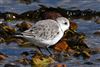 Sanderling