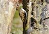 Treecreeper