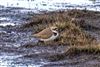 Little Ringed Plover