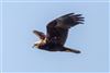 Marsh Harrier