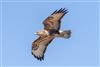Buzzard