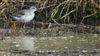 Spotted Redshank