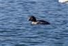 Goldeneye