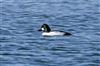 Goldeneye
