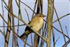 Chiffchaff