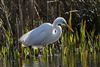 Great White Egret