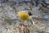 Grey Wagtail