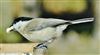Marsh Tit