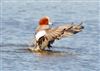 Wigeon