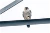 Peregrine