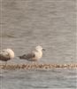 Caspian Gull
