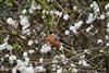 Bullfinch