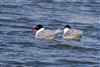Mediterranean Gull
