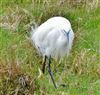 Little Egret