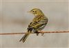 Meadow Pipit