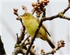 Chiffchaff
