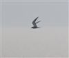 Common Tern