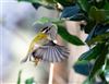 Firecrest
