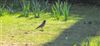 Black-throated Thrush