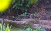 Black-throated Thrush